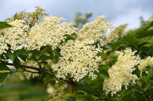 elderflower