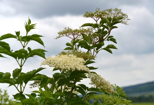 elderflower