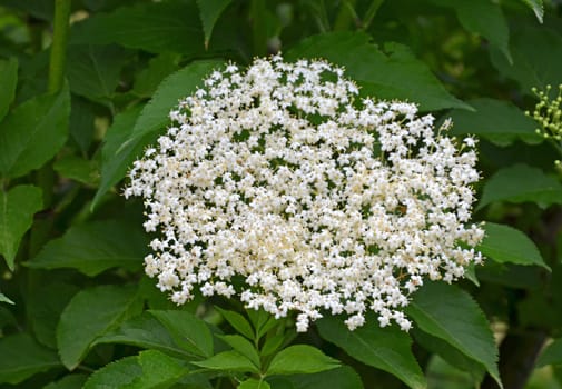 elderflower