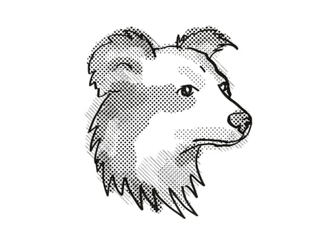 Retro cartoon style drawing of head of a Shetland Sheepdog , a domestic dog or canine breed on isolated white background done in black and white.