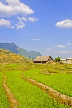Young rice crops in Sapa, Vietnam