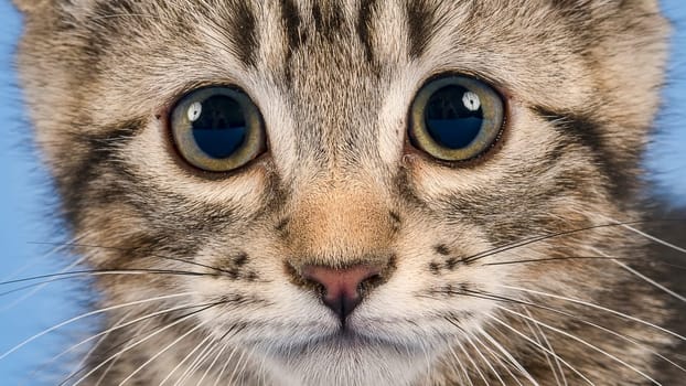Pedigree cat American Curl (Felis silvestris catus),animal portrait,black tabby blotched,cub,10 weeks,blue background,detail 4