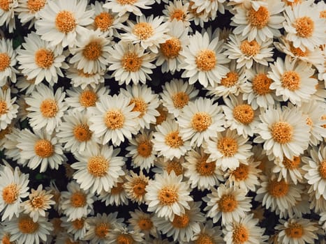 Top view close up of white daisies bouquet composition. Texture pattern of blooming chamomile flowers, fresh nature cute background.