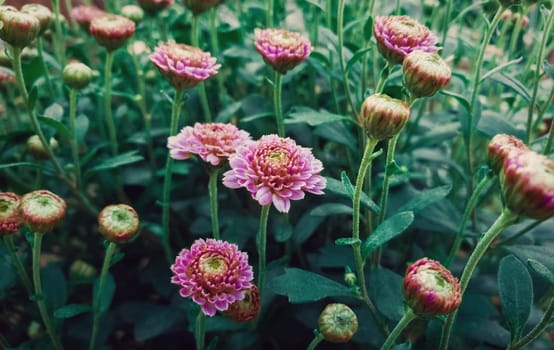 Close up of flowered pink chrysanthemums with buds. Blooming autumn flowers nature background. Soft vertical shot with blossoming purple Michaelmas daisies.