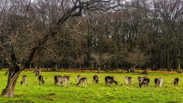 Large herd of deer on early morning in the forest scenery, dawn, stormy clouds, Phoenix Park, Ireland