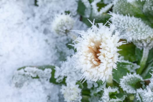 Daisy flower frozen in winter snow and ice