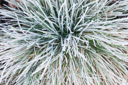 Frozen grass plant in winter close up with frost and ice covered stems