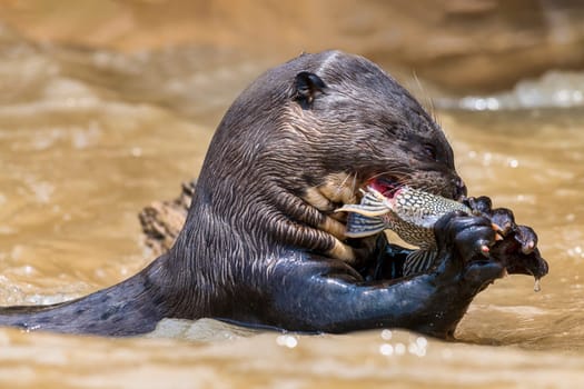 Giant otter (Pteronura brasiliensis) eating a fish,Pantanal,Mato Grosso,Brazil