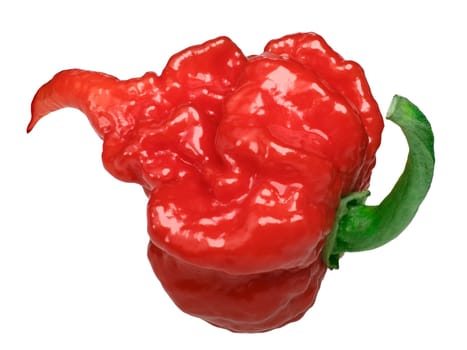 Carolina Reaper, the hottest chile pepper (Capsicum chinense fruit), whole ripe pod, isolated