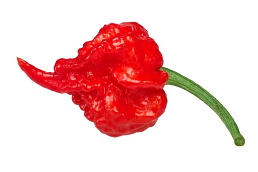 Carolina Reaper, the hottest chile pepper (Capsicum chinense fruit), whole ripe pod, isolated