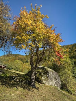 Tree In Autumn, colorful leaves of tree in october