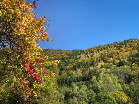 Tree In Autumn, colorful leaves of tree in october