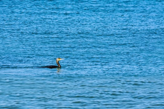 Minimalistic Image of Double-crested Cormorant (Phalacrocorax Auritus) Swimming in Black Sea