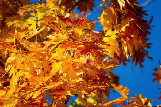Plane (Platanus or Sycamore) tree leaves in autumn