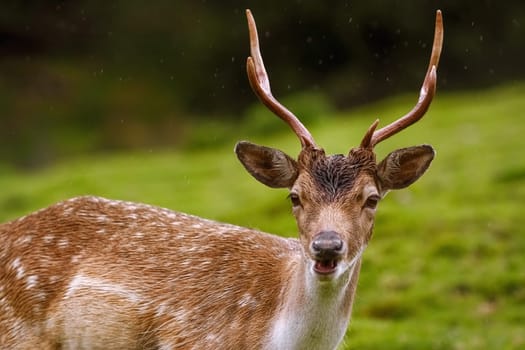 Portrait of Deer on the Slope of a Hill