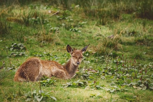 Deer on the Slope of a Hill near the Forest