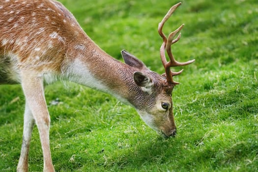Deer on the Pasture on the Slope of a Hill