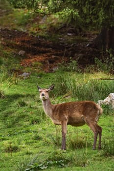 Deer on the Slope of a Hill near the Forest