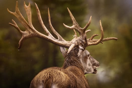 Mature Red Deer Stag with Big Antlers