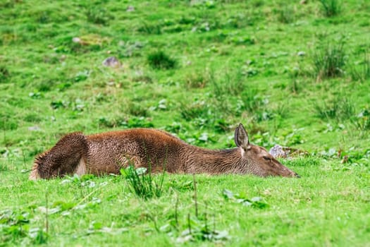Deer on the Slope of a Hill near the Forest