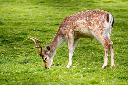Deer on the Pasture on the Slope of a Hill