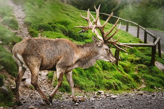Mature Red Deer Stag with Big Antlers