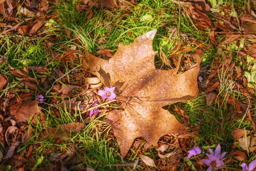 Dry Maple Leaf on the Grass. Autumn come.