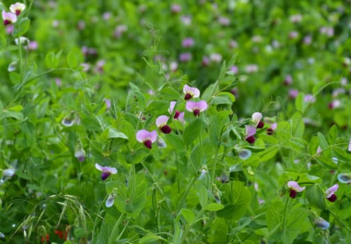 blue pea