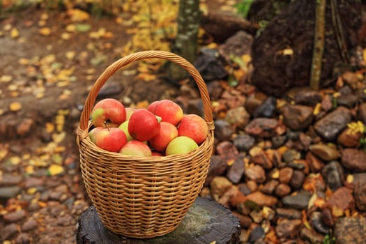 wicker basket with red apples, autumn still life