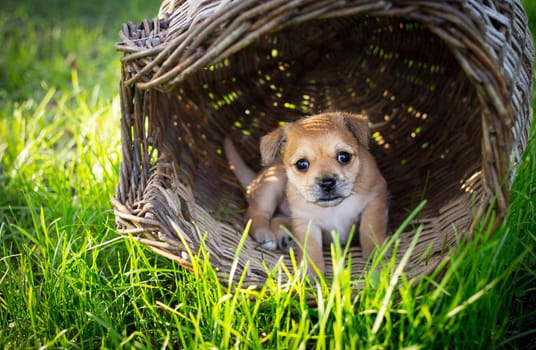 Brown puppy in a wicker basket in the nature