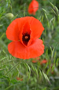 red poppy
