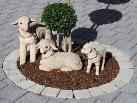lambs
