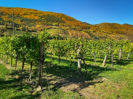 Vineyard In Autumn, vine with colorful mountains and blue sky