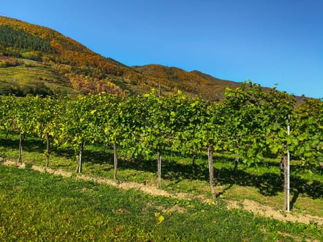 Vineyard In Autumn, vine with colorful mountains and blue sky