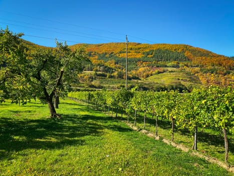 Vineyard In Autumn, vine with colorful mountains and blue sky