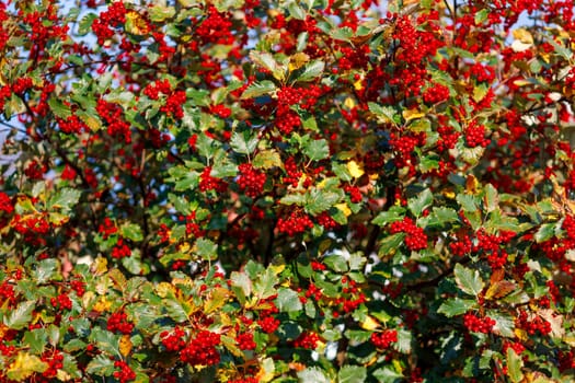 Ripe hawthorn on a background of yellowing leaves, selective focus