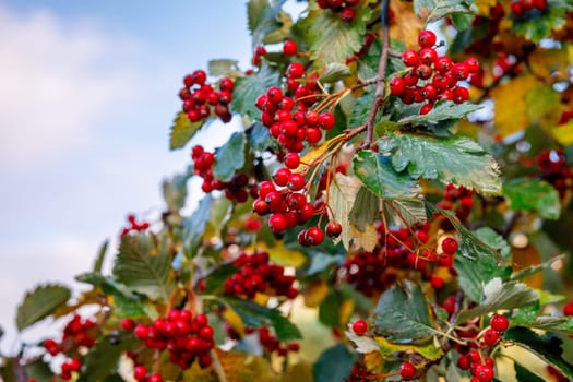 Ripe hawthorn on a background of yellowing leaves, selective focus