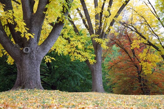 Yellow and brown leaves during fall in Upstate New York