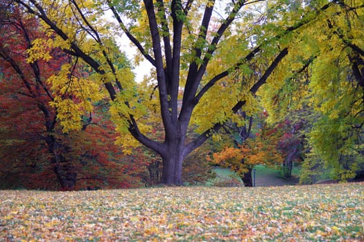 Yellow and brown leaves during fall in Upstate New York
