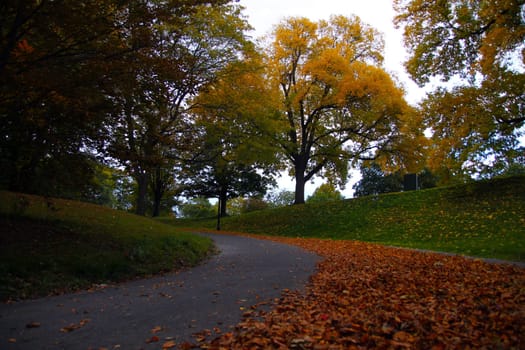 The tree and the fallen leaves in upstate New York