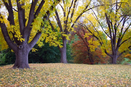 Yellow and brown leaves during fall in Upstate New York