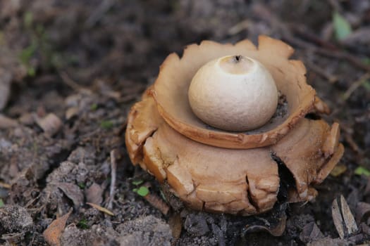 Geastrum triplex