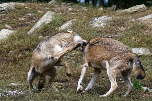 Timber Wolf
