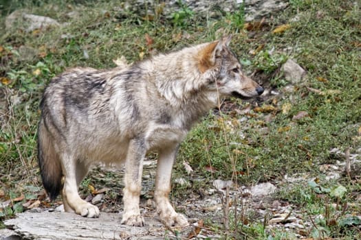 Timber Wolf