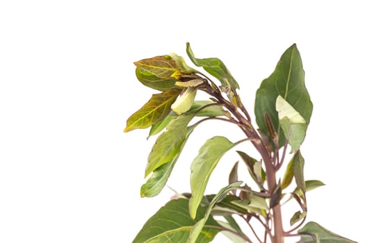 Organic Malabar Spinach isolated on white background