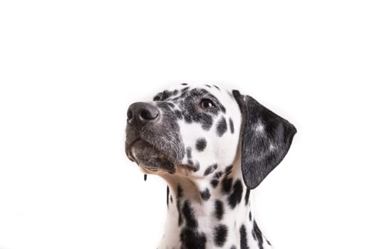 Headshot of a young Dalmatian dog isolated on white background