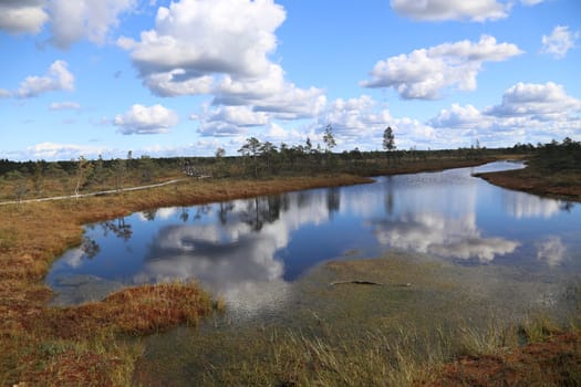 swamp autumn National Park Kemeri Latvia landscapes