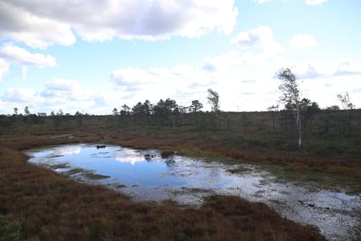 swamp autumn National Park Kemeri Latvia landscapes