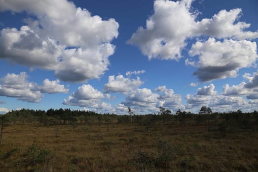 swamp autumn National Park Kemeri Latvia landscapes