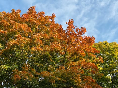 Deciduous tree in autumn colors, colorful leaves with blue sky
